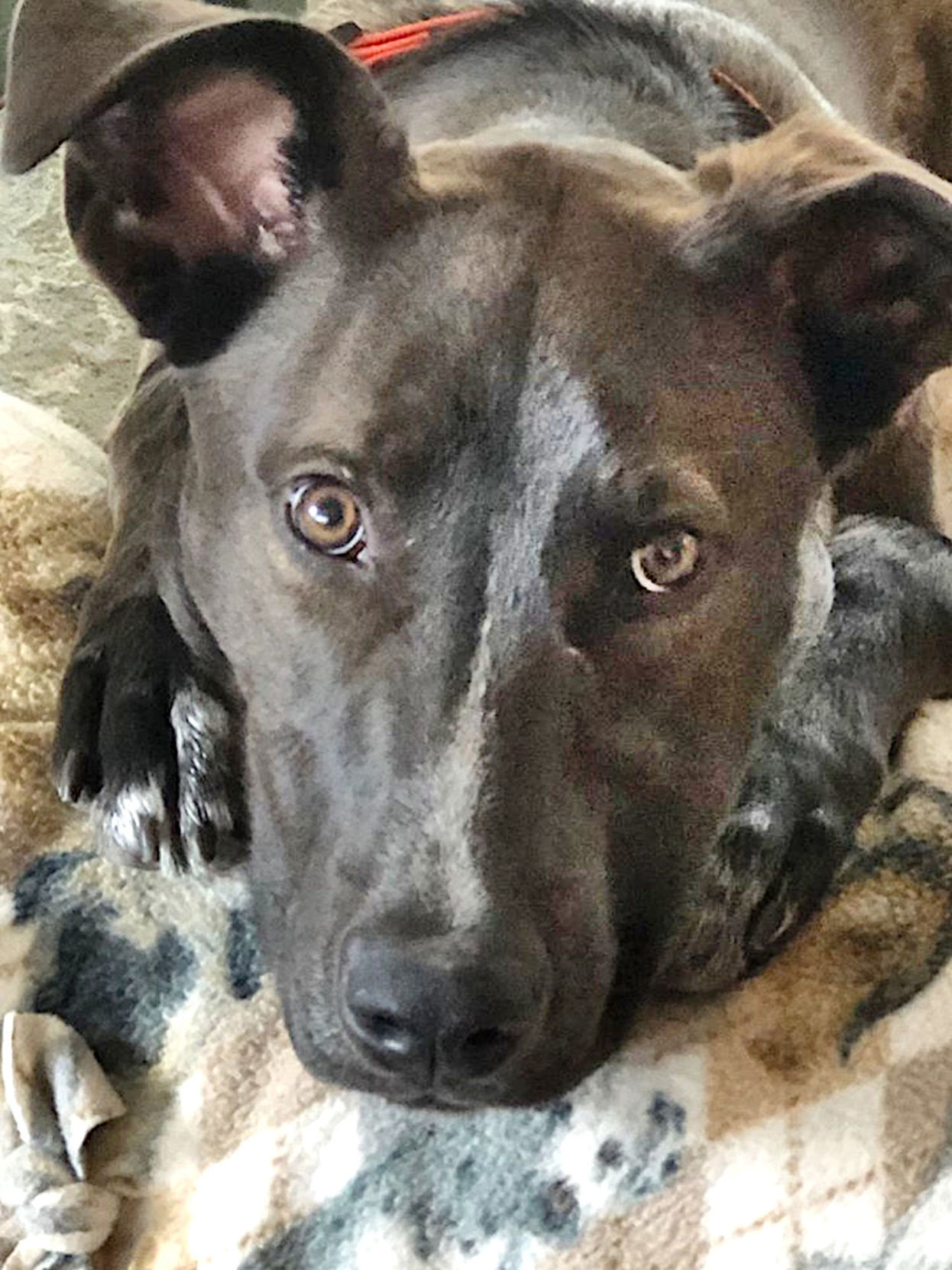 Adopt a Pet | Harrison